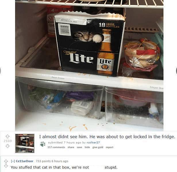 liars - 1813075 her lite lite Ch Le 2769 I almost didnt see him. He was about to get locked in the fridge. submitted 7 hours ago by reolker37 117 commeats save hide p rold report I CellarDoor 733 points 6 hours ago You stuffed that cat in that box, we're 