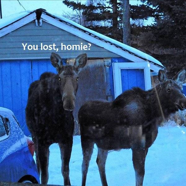24 Things You'll Only See In Canada