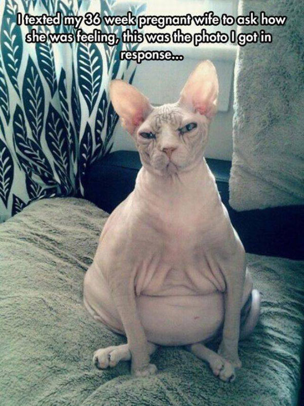 weird pic cute hairless cats - I texted my 36 week pregnant wife to ask how she was feeling, this was the photo I got in response.co