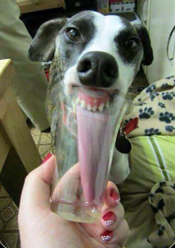 greyhounds funny