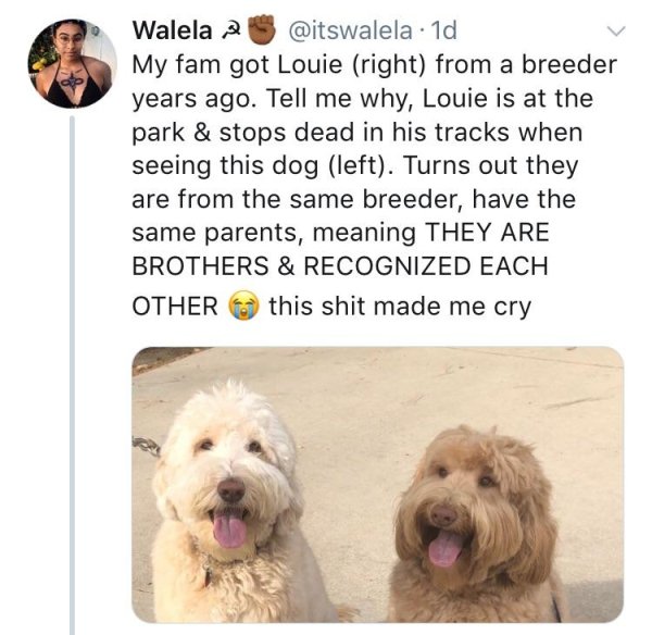 Family - Walela 2 . 1d My fam got Louie right from a breeder years ago. Tell me why, Louie is at the park & stops dead in his tracks when seeing this dog left. Turns out they are from the same breeder, have the same parents, meaning They Are Brothers & Re