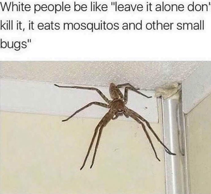 meme about spiders in hong kong - White people be "leave it alone don kill it, it eats mosquitos and other small bugs"