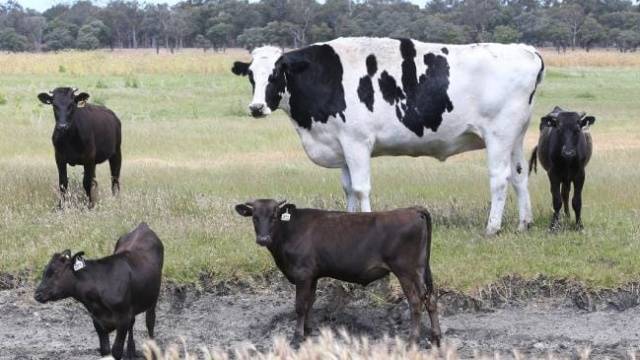 Massive cow too big to be slaughtered
Owner Geoff Pearson said Knickers was too heavy to go to the slaughterhouse.
