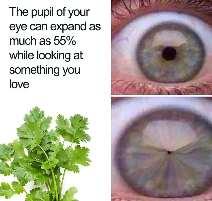 Coriander (Cilantro) Haters Club And Their 50 Funniest Memes