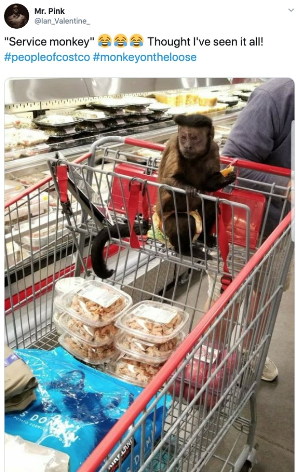 food - Mr. Pink "Service monkey" Thought I've seen it all! S Dona Om In