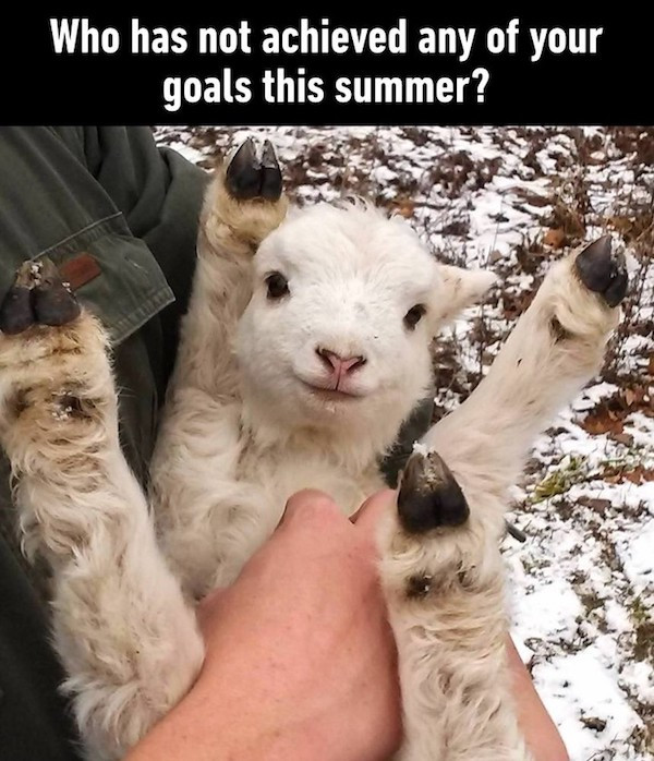 animals make me happy - Who has not achieved any of your goals this summer?