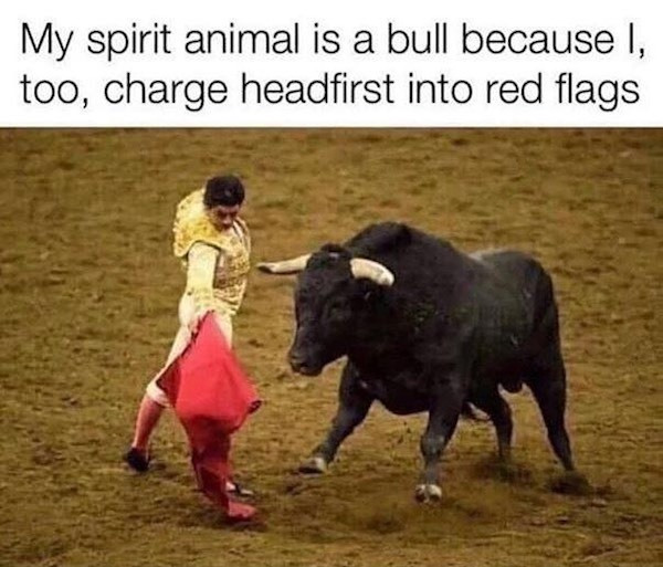 my spirit animal is a bull because - My spirit animal is a bull because I, too, charge headfirst into red flags
