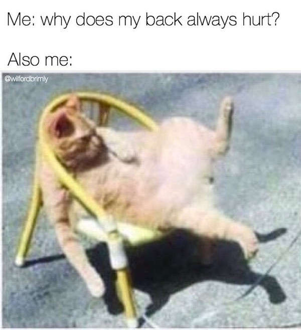 funny animals pictures at work - Me why does my back always hurt? Also me