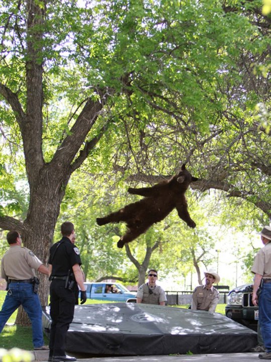 This bear was shot with a tranquilizer dart and proceeded to fall out of a tree.