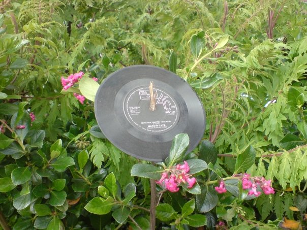 A Marvyn Gaye record I found in a bush.