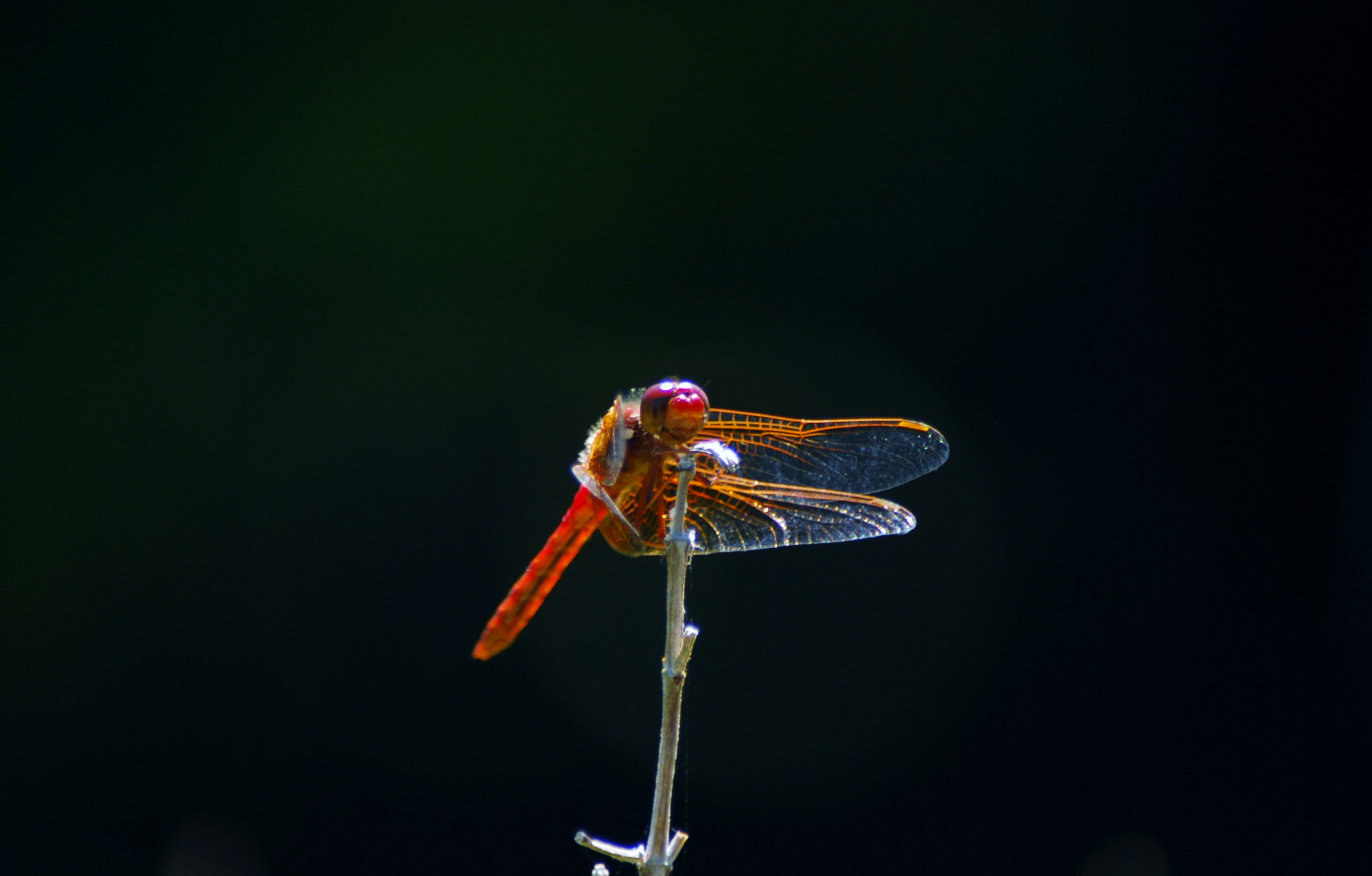 A dragon fly sitting around enjoying life