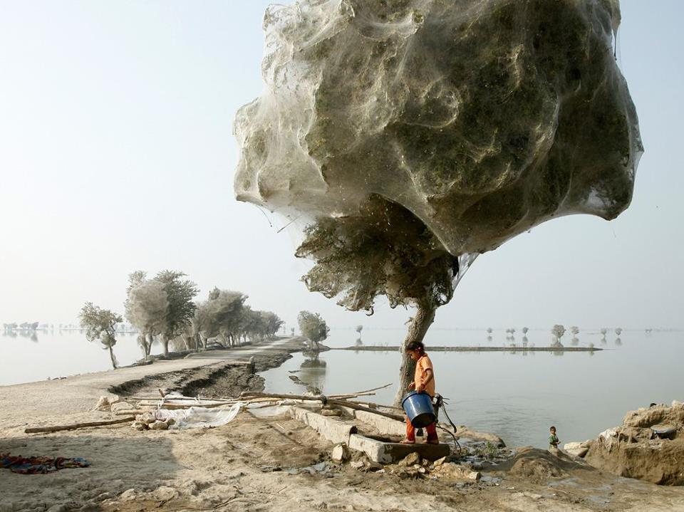 An unexpected side effect of the 2010 flooding in parts of Sindh, Pakistan, was that millions of spiders climbed up into the trees to escape the rising flood waters because of the scale of the flooding and the fact that the water took so long to recede, many trees became cocooned in spiderwebs. People in the area had never seen this phenomenon befo
