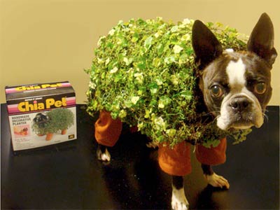The MOST AMAZING Dog and Cat Costumes for 2012!