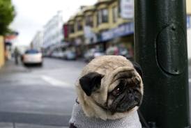 saddest pug in the world
