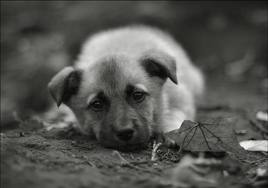 Sad Puppies