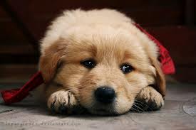 heartbroken sad puppy