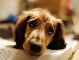 sad puppy face
