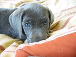 great dane puppy blue eyes