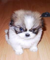 Grumpy Puppies