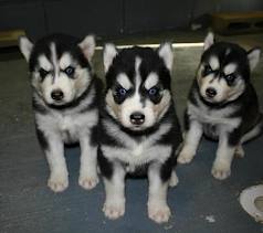 Grumpy Puppies