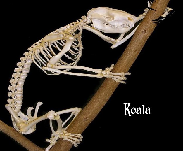 Animal Skulls and Skeletons