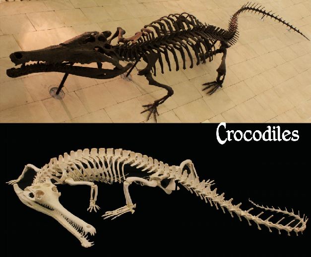Animal Skulls and Skeletons