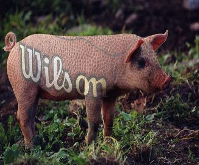 domestic pig - Worno