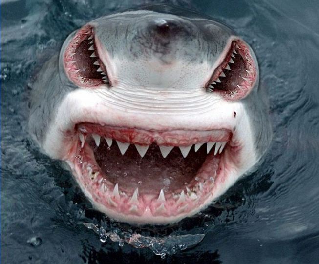 white death shark