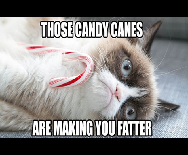 Grumpy Cat grumpy cat memes - Thosecandy Canes Are Making You Fatter