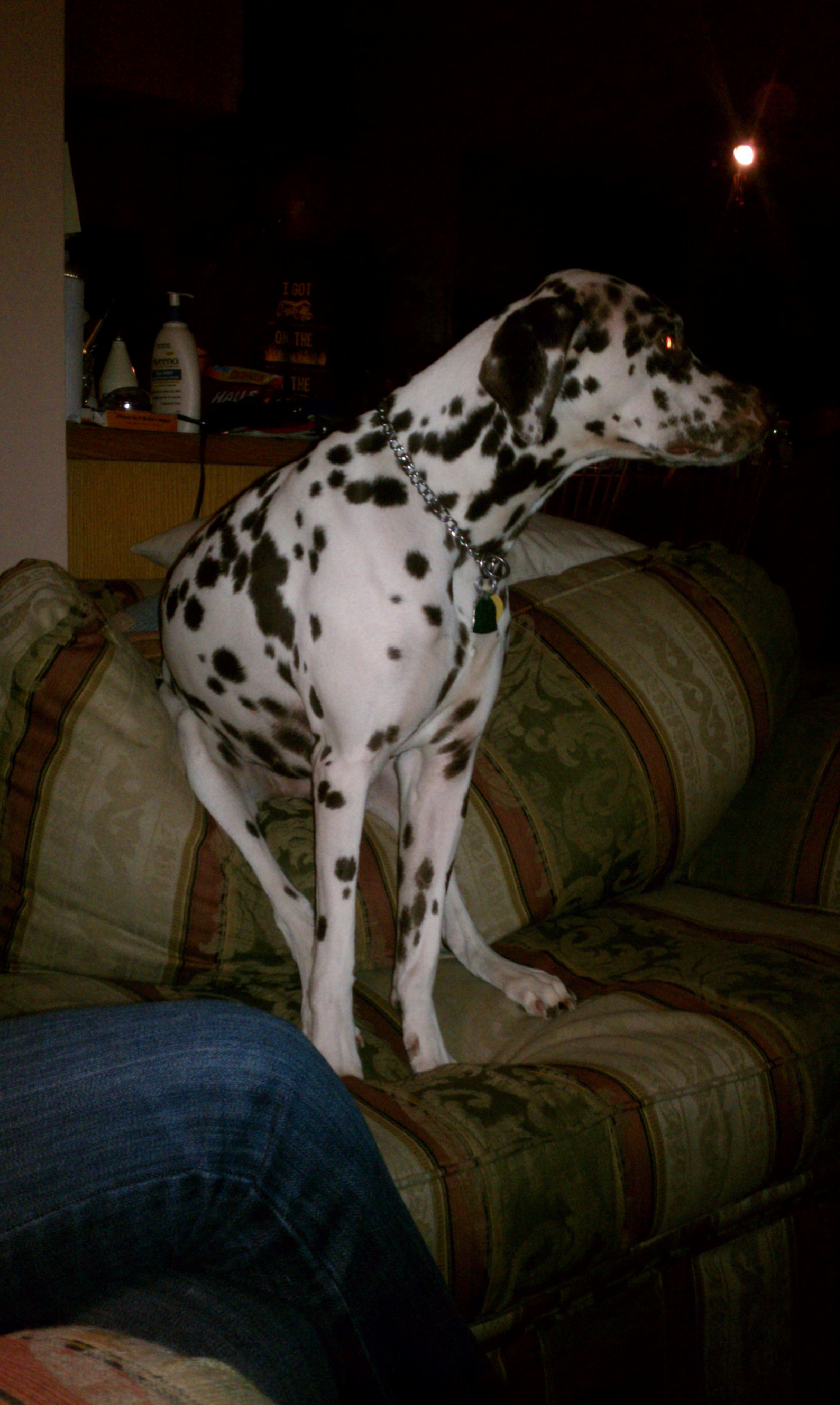 my dalmatian sitting on the couch... 