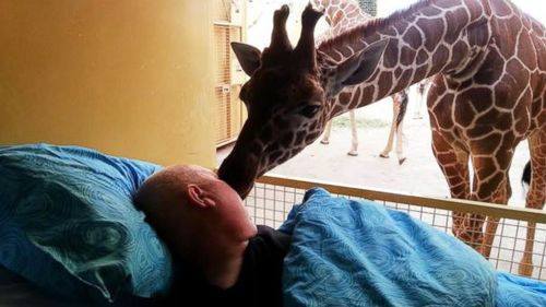 A terminally ill zoo worker got a goodbye kiss from a giraffe after he was wheeled in to see the zoo animals one last time.The 54-year-old mentally handicapped man named Mario had worked as a cleaner at the Rotterdam Zoo in the Netherlands for approximately 25 years. After being diagnosed with terminal cancer, he wanted to say goodbye to the animals. After Mario was brought to the zoo on a stretcher by the Dutch Ambulance Wish Foundation, one of the zoos giraffes reached down and nuzzled Mario for a goodbye kiss.