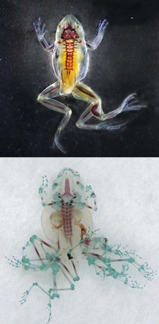 American biologist and artist Brandon Ballenge has used deformities found in wild amphibians to highlight the damage we are inflicting on the planet. By chemically cleaning and staining terminally deformed frogs, Ballenge hopes to show how chemical run-off is harming natural wildlife.