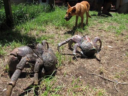 The coconut crab is the largest land crab in the world. It can grow up to 60cm from head to tail. They can be found in many islands in the Indian Ocean and in some islands in the Pacific Ocean. The tiny Christmas Island is the hangout for the largest remaining population of these gigantic crustaceans in the world. Like all true land crabs, the coconut crab spends most of its life on land. In fact, the only time it takes to the water is to lay their eggs, after mating took place on land.