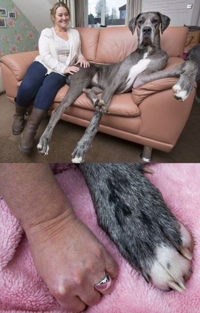 Freddy, a Great Dane who lives with owner Claire Stoneman in Southend-On-Sea, is Britains biggest dog. At 18 months old, he measures 41 inches from his paws to his withers the ridge between the shoulder blades and only needs to grow a few more inches to lay claim to the title of the worlds tallest dog.