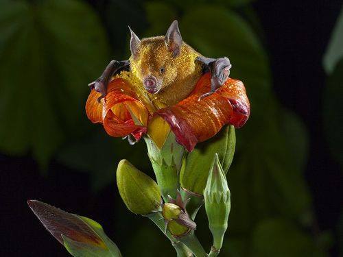 A pollen-gilded bat Phyllonycteris poeyi emerging from a flower of the blue mahoe tree Talipariti elatum demonstrates the carrying capacity of fur. This bat lives in eastern Cuba in a colony more than one million stronga pollinating powerhouse.Photo credit: Merlin Tuttle