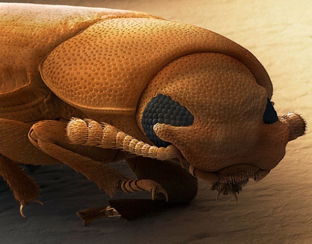 The head of a red flour beetle