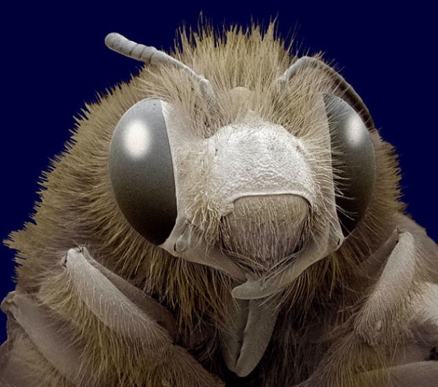 The head of a honey bee