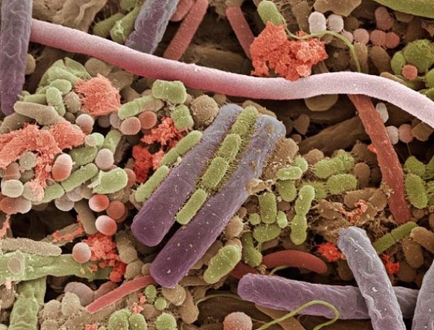 Bacteria on the surface of a human tongue