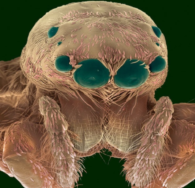 The head of a Jumping Spider
