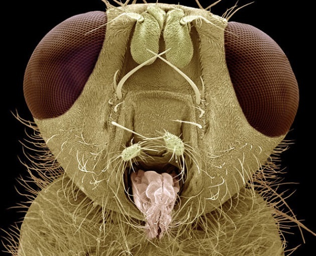 The head of a yellow dung fly