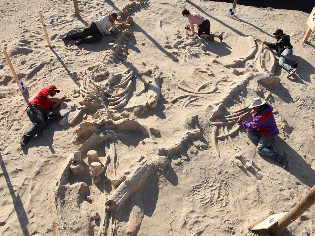 Whale skeletons, discovered in February 2014Chilean and Smithsonian paleontologists study several fossil whale skeletons at Cerro Ballena, next to the Pan-American Highway in the Atacama Region of Chile