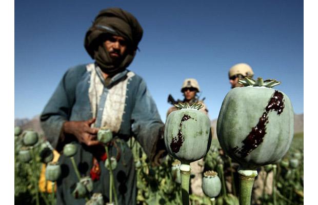 Harvesting opium