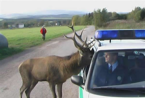 Elk vs. Cop