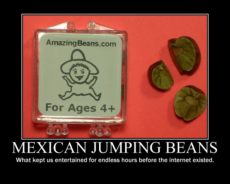 What makes Mexican jumping beans jump?