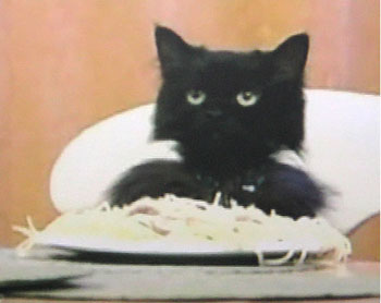 Random Spaghetti Cat