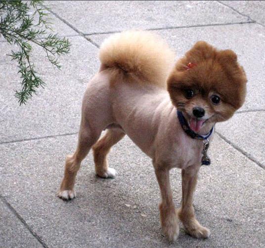 Dog Haircuts