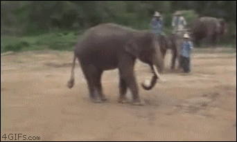 Elephant Skills, Kick-Back, Nice Catch