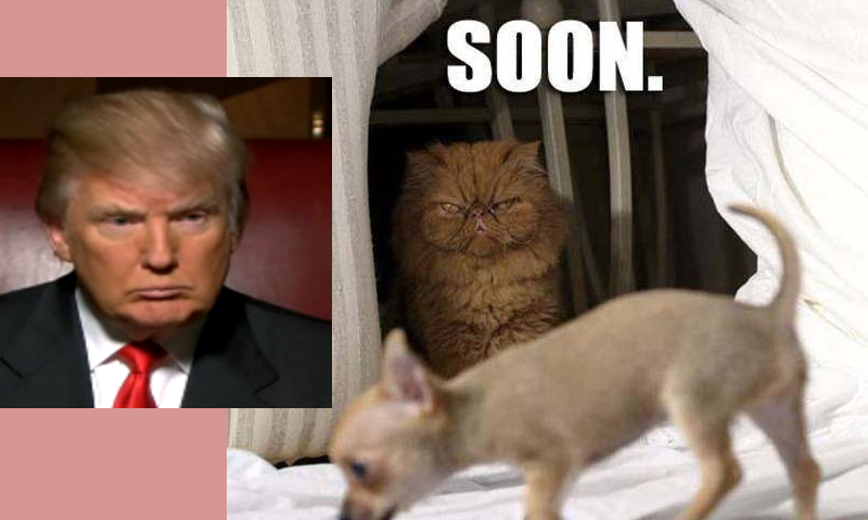 This cat looks like the Trumpster... or should I say the Trumpster looks like this cat?