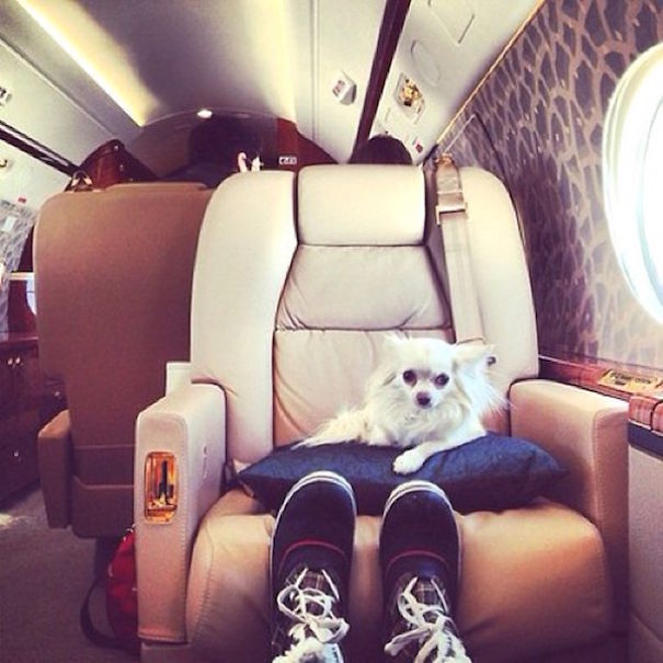Richest Dogs on Instagram