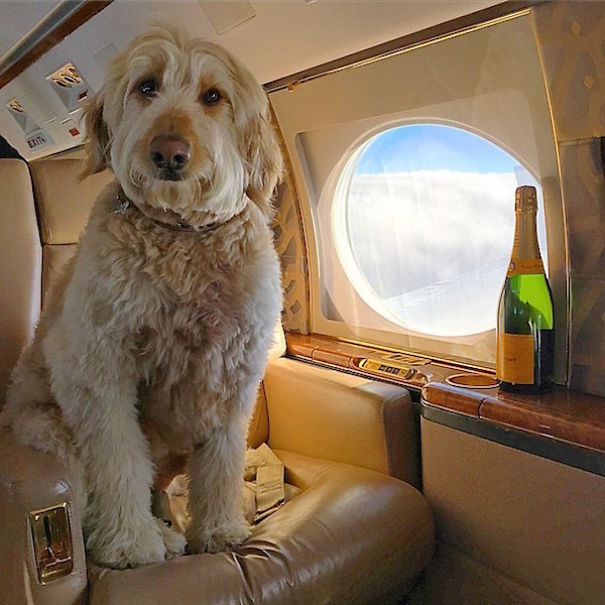 Richest Dogs on Instagram